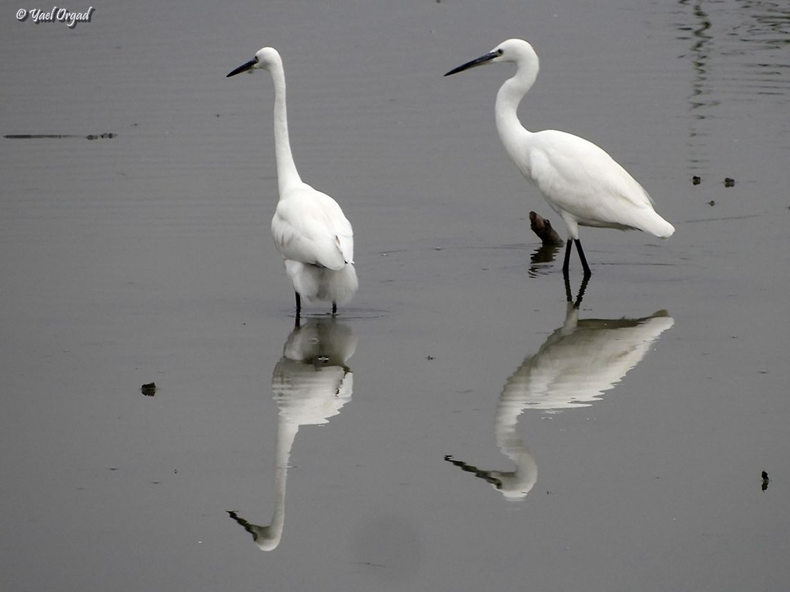 Little Egrets reflecting  Egretta garzetta,Fall,Geotagged,Israel,Little Egret
