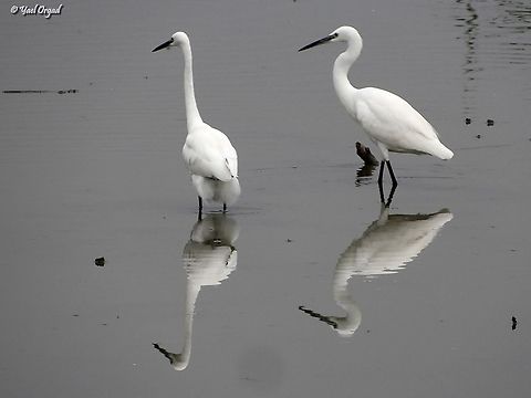 Little Egrets reflecting  Egretta garzetta,Fall,Geotagged,Israel,Little Egret