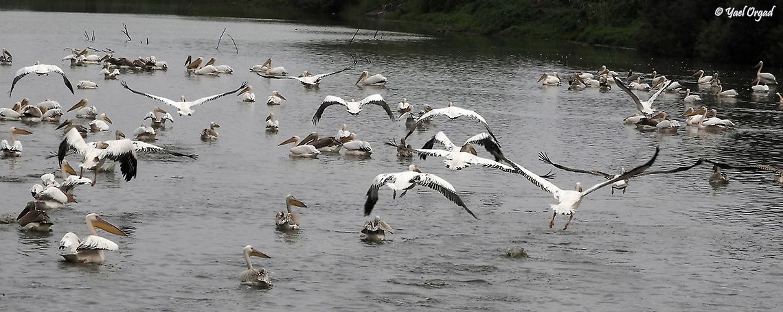 Pelicans resting on the way to Africa  Fall,Geotagged,Great white pelican,Israel,Pelecanus onocrotalus