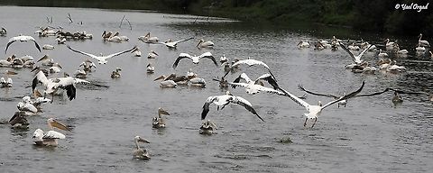 Pelicans resting on the way to Africa  Fall,Geotagged,Great white pelican,Israel,Pelecanus onocrotalus