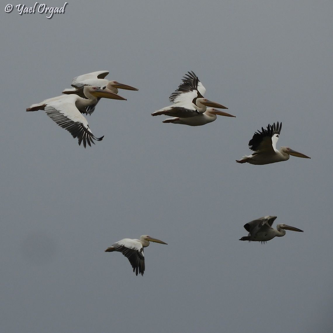 Going South...  Fall,Geotagged,Great white pelican,Israel,Pelecanus onocrotalus