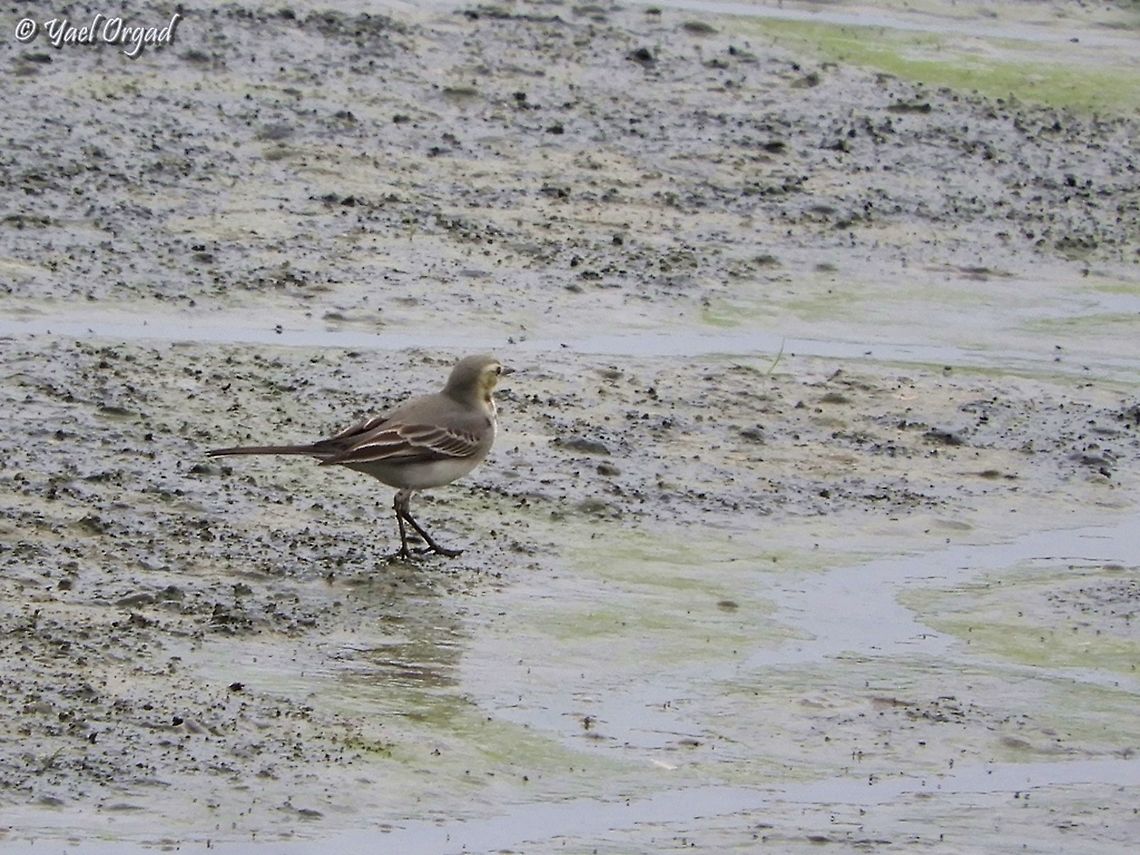 Motacilla citreola my first encounter with this bird! Citrine wagtail,Fall,Geotagged,Israel,Motacilla citreola
