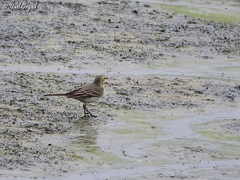 Motacilla citreola my first encounter with this bird! Citrine wagtail,Fall,Geotagged,Israel,Motacilla citreola