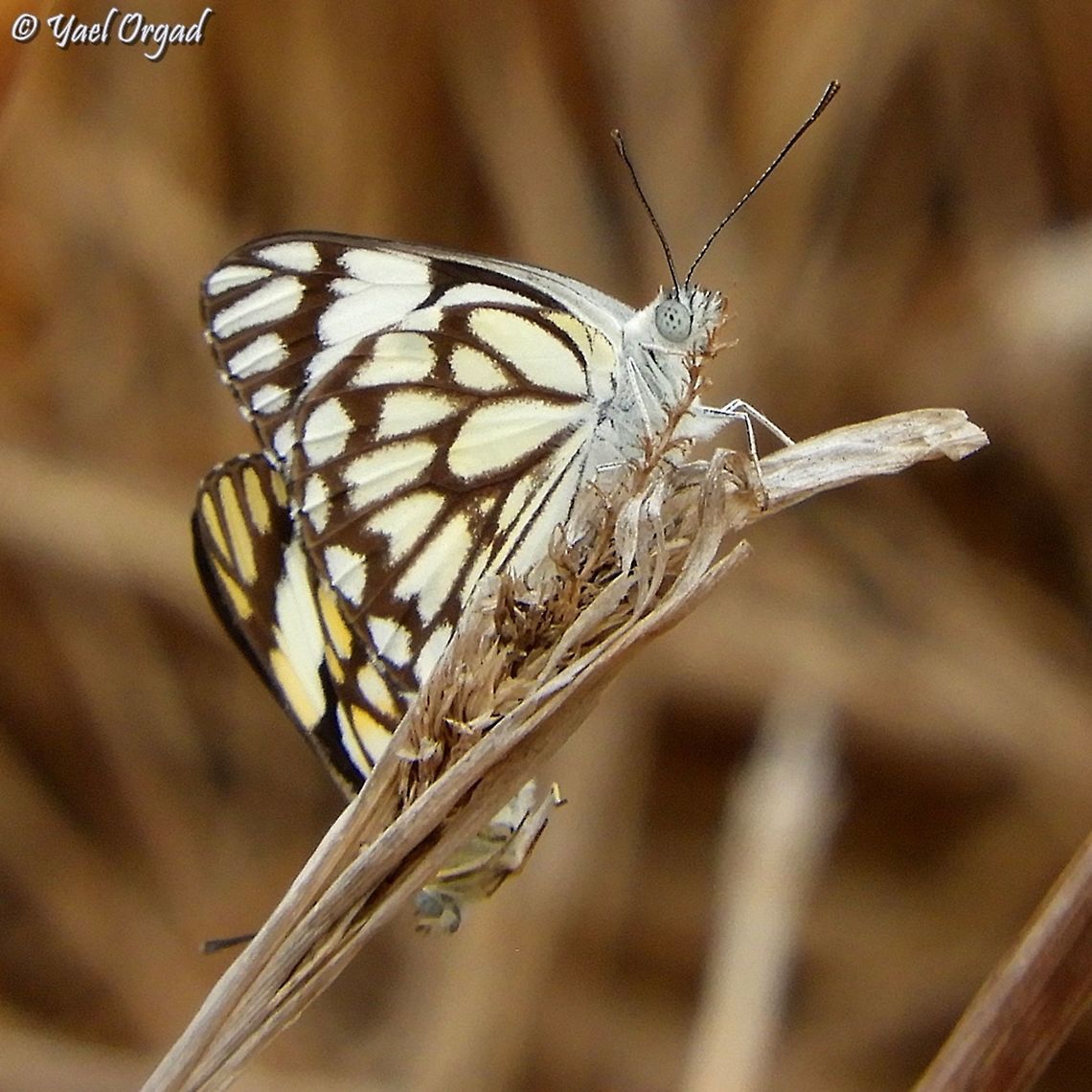 Anaphaeis aurota - mating couple  Belenois aurota,Fall,Geotagged,Israel,Pioneer white