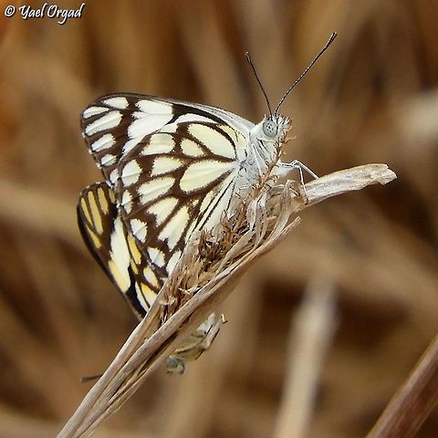 Anaphaeis aurota - mating couple  Belenois aurota,Fall,Geotagged,Israel,Pioneer white