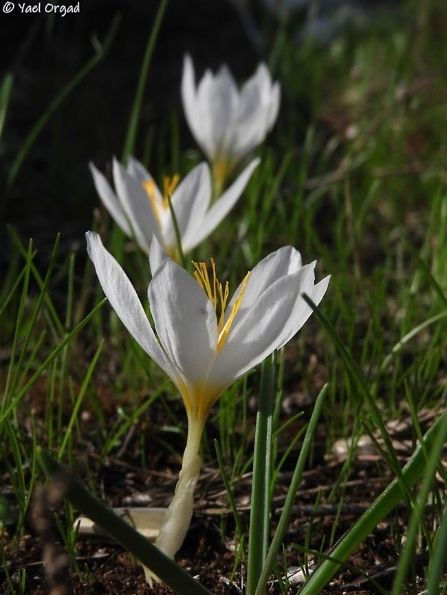 Crocus aleppicus  Crocus aleppicus,Geotagged,Israel
