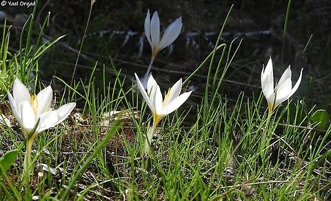 Crocus aleppicus  Crocus aleppicus,Geotagged,Israel