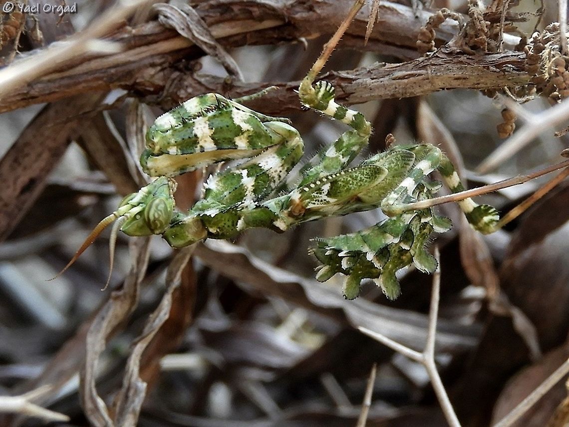 Blepharopsis mendica - Checkered Mantis  Blepharopsis mendica,Geotagged,Israel