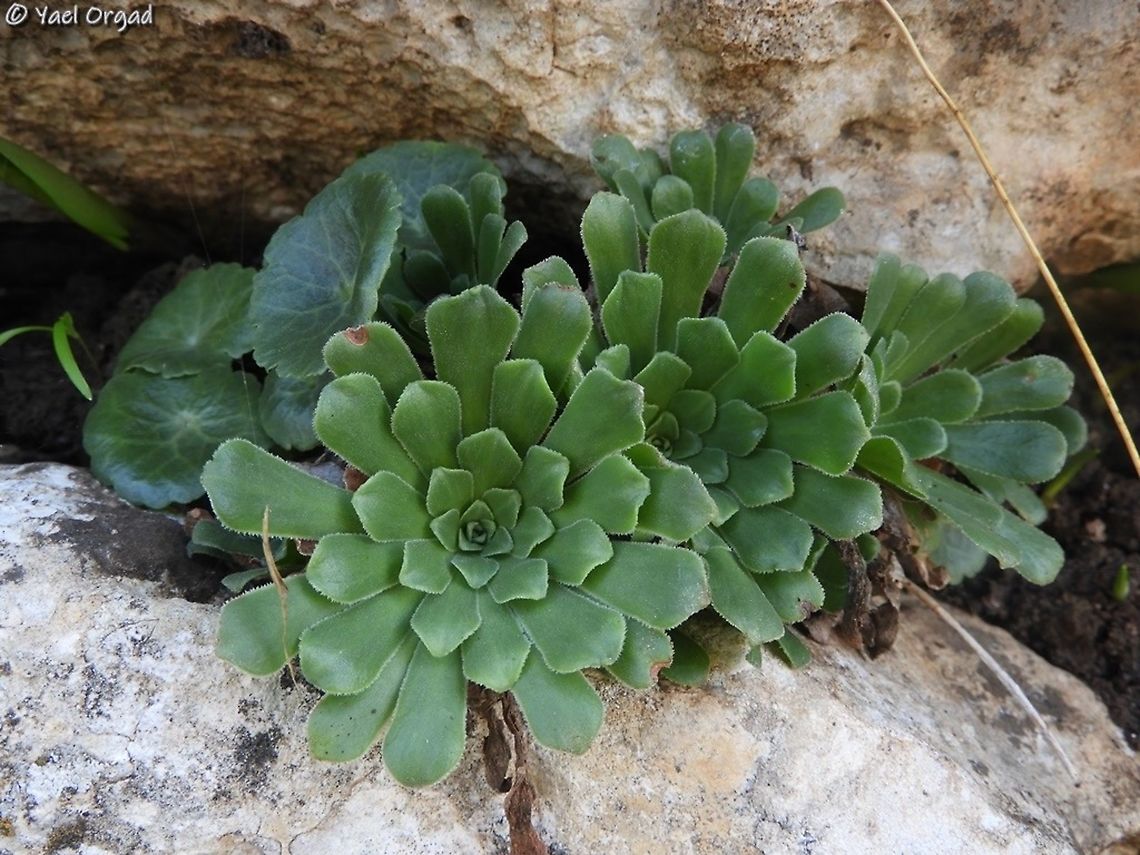 Rosularia lineata growing in the rocks Geotagged,Israel,Rosularia lineata