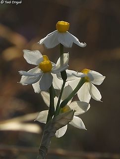Narcissus tazetta  Geotagged,Israel,Narcissus tazetta