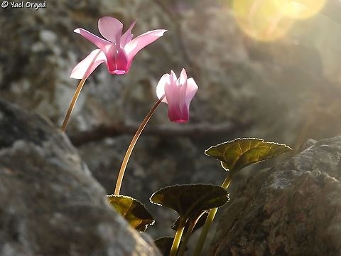 Cyclamen persicum in the sunset  Cyclamen persicum,Geotagged,Israel,Persian cyclamen