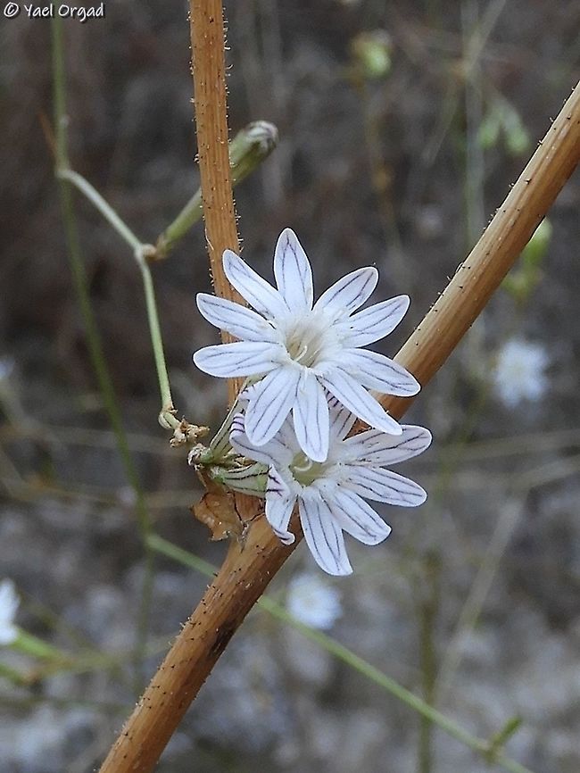 Silene reinwardtii upper side Geotagged,Israel,Silene reinwardtii
