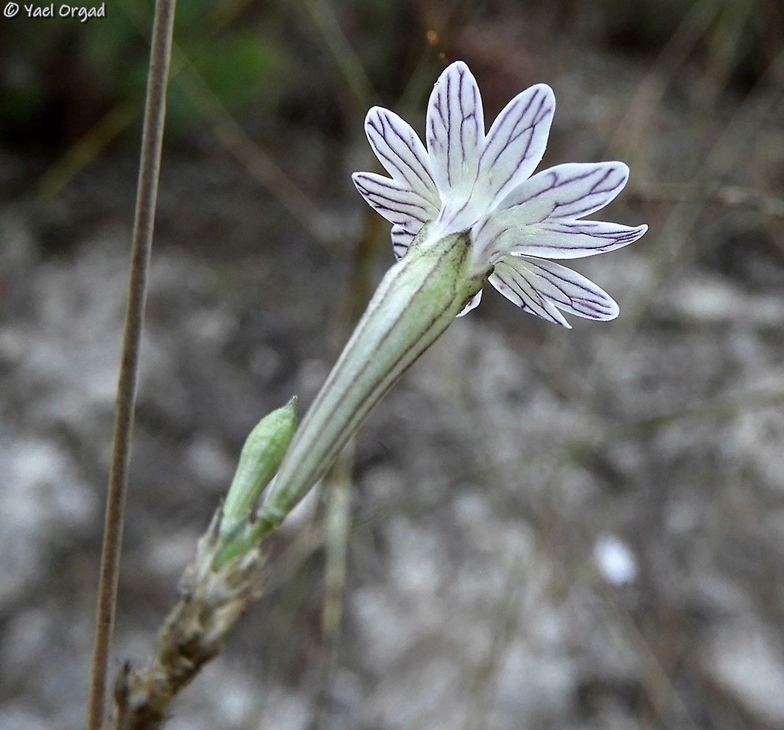 Silene reinwardtii underside, with the drawings on the petals Geotagged,Israel,Silene reinwardtii