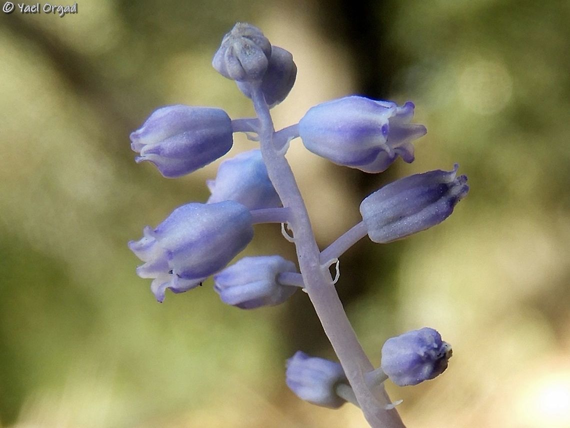 Muscari parviflorum small and delicate geophyte Autumn Grape-Hyacinth,Fall,Geotagged,Israel,Muscari parviflorum
