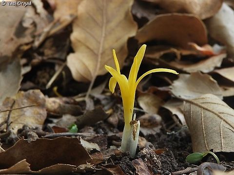 Sternbergia colchiciflora rare, tiny and elusive geophyte.  Fall,Geotagged,Israel,Sternbergia colchiciflora