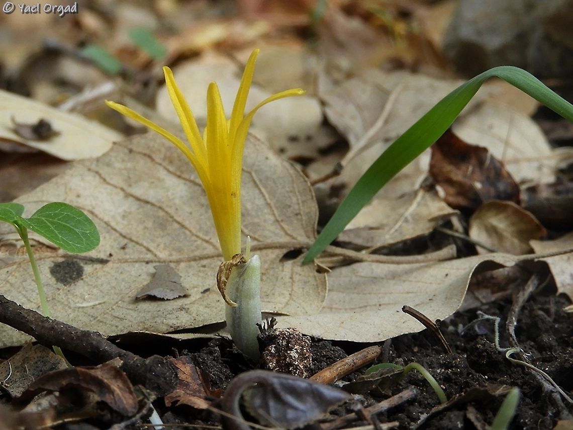 Sternbergia colchiciflora  Fall,Geotagged,Israel,Sternbergia colchiciflora
