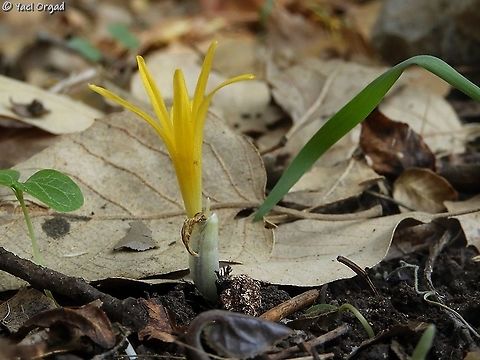 Sternbergia colchiciflora  Fall,Geotagged,Israel,Sternbergia colchiciflora