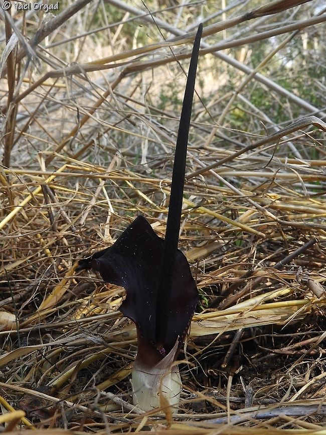 Biarum pyrami  Biarum pyrami,Fall,Geotagged,Israel