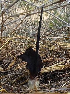Biarum pyrami  Biarum pyrami,Fall,Geotagged,Israel