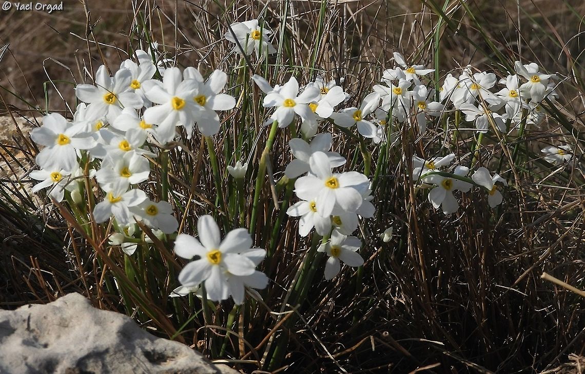 Narcissus obsoletus smaller, delicate, and here it&#039;s quite rare.  Fall,Geotagged,Israel,Narcissus obsoletus