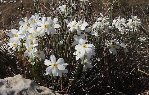 Narcissus obsoletus smaller, delicate, and here it's quite rare.  Fall,Geotagged,Israel,Narcissus obsoletus
