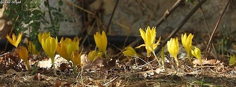 Sternbergia clusiana in the Jerusalem Botanical Garden The Sternbergias in the garden were relocated from where a new highway was paved and a school was built, since then they are growing nicely and coloring the garden in yellow every autumn Fall,Geotagged,Israel,Sternbergia clusiana