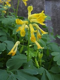 Pseudofumaria lutea  Geotagged,Netherlands,Pseudofumaria lutea,Summer,Yellow corydalis