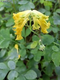 Pseudofumaria lutea  Geotagged,Netherlands,Pseudofumaria lutea,Summer,Yellow corydalis