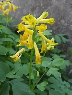 Pseudofumaria lutea  Geotagged,Netherlands,Pseudofumaria lutea,Summer,Yellow corydalis