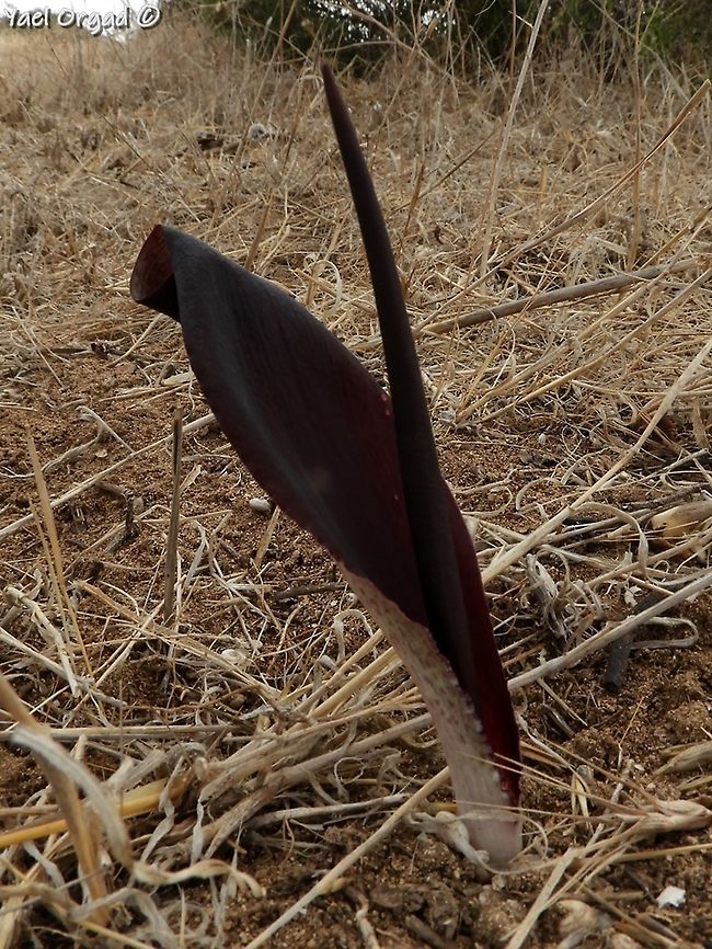 Biarum angustatum Many of the Arum family have similar look: what seems like a flower is actually an inflorescence. the big purple "petal" is called Spathe, and the stem in the middle is called Rachis.<br />
the spathe is wrapped around the rachis, and the flowers are tiny and grow on the lower part of the rachis, inside a small "cup" created by the spathe.<br />
the whole thing stinks like crap, to attract flies.<br />
the fly comes, crawls into the cup.<br />
there are 3 types of flowers:<br />
the upper ones are male flowers<br />
then there are some sterile flowers that act as a barrier<br />
and then - the female flowers.<br />
he fly crawls inside before the male flowers are fertile. it gets stuck and the sterile flower prevent it from going out.<br />
some time later (maybe hours, maybe days) the male flowers open and the fly crawls out - gets covered with pollen.<br />
next Biarum it will enter - again, it will get stuck in the "cup", covered with pollen from the previous flower, and pollinate the female flowers inside. Biarum angustatum,Fall,Geotagged,Israel,Narrow-Leaved Biarum
