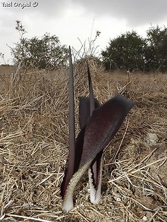 Biarum angustatum  Biarum angustatum,Fall,Geotagged,Israel,Narrow-Leaved Biarum