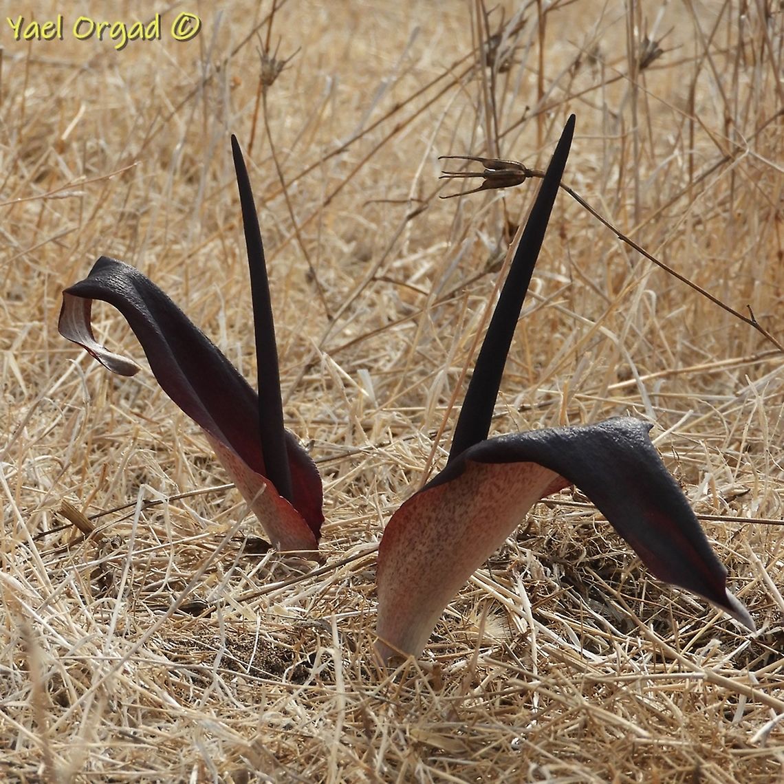 Biarum angustatum  Biarum angustatum,Fall,Geotagged,Israel,Narrow-Leaved Biarum
