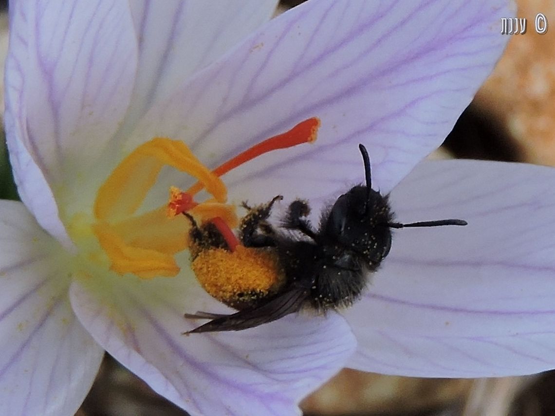 Andrena crocusella, Israel A small black bee that was discovered in Israel in the 2010&#039;s, forages mainly in Crocus flowers in the autumn.<br />
Discovered by the Bee-researcher Gideon Pisanty and his associates. Andrena crocusella,Fall,Geotagged,Israel