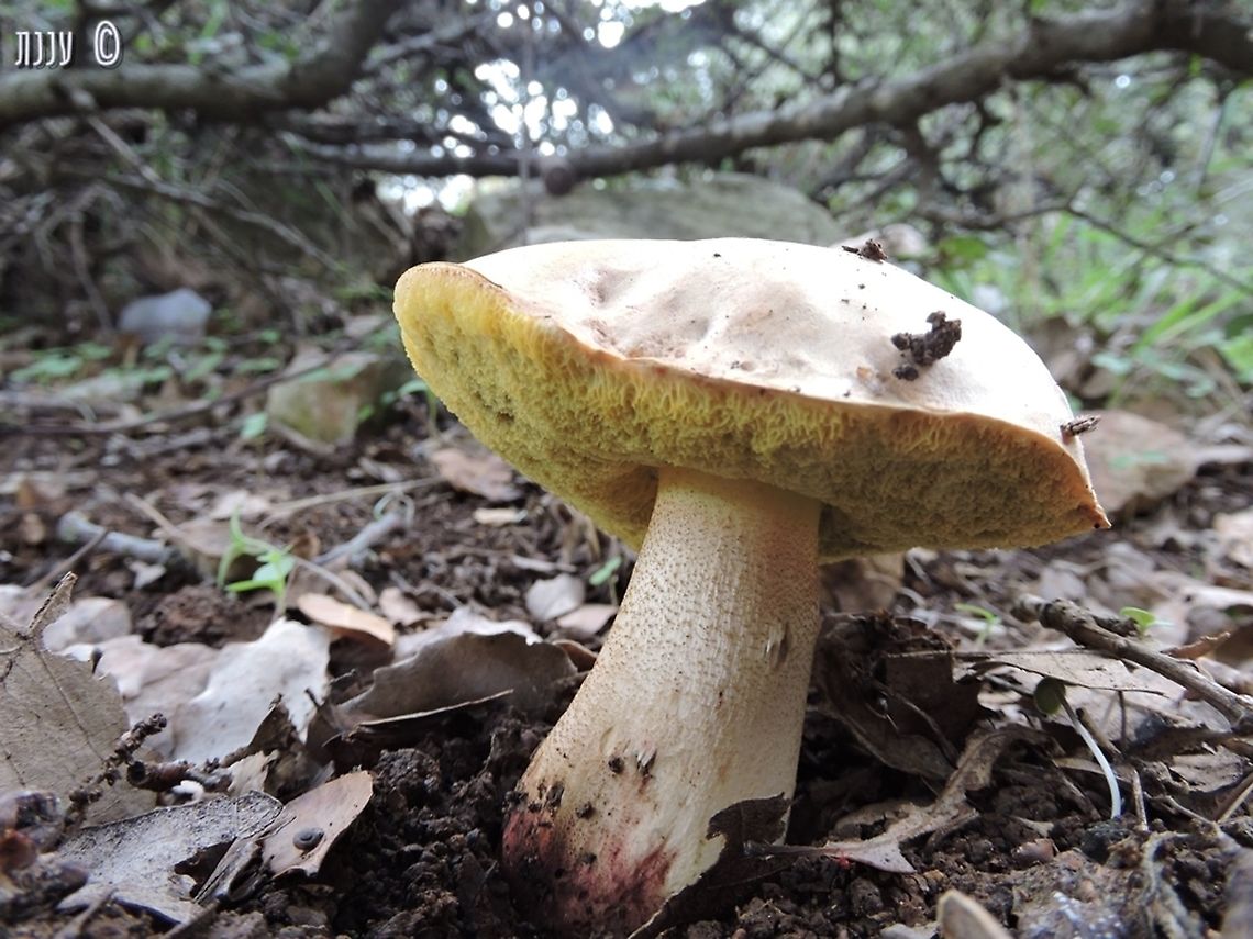 Boletus impolitus  Fall,Geotagged,Hemileccinum impolitum,Israel