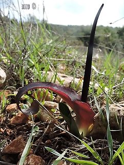 Biarum bovei with the leaves starting to sprout underneath it Biarum bovei,Fall,Geotagged,Israel