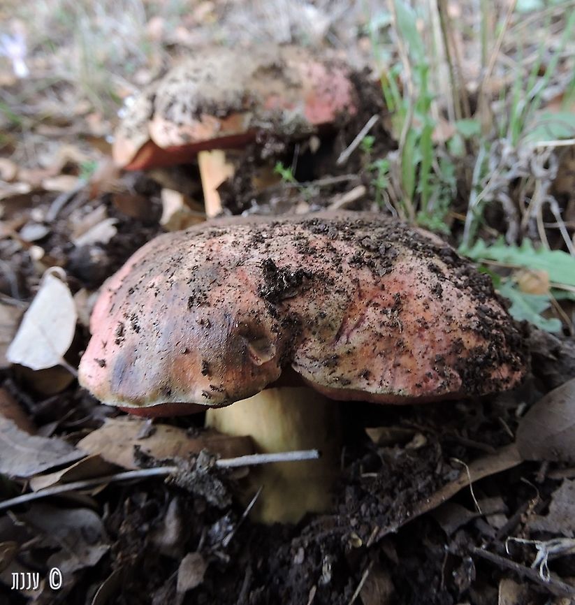 Boletus lupinus when you cut it - it turns completely blue! Fall,Geotagged,Israel,Rubroboletus lupinus