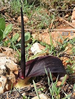 Biarum bovei  Biarum bovei,Fall,Geotagged,Israel