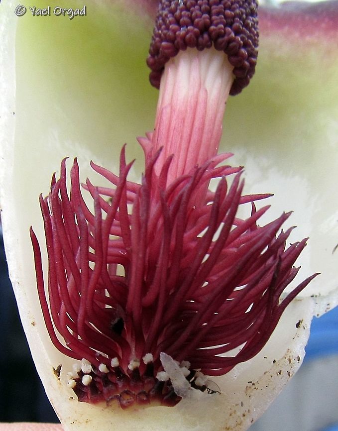 Biarum bovei - inside the flower was cut as part of an educational botanical excursion. <br />
here you can see: <br />
at the bottom - the female flowers that look like short stems with white dots <br />
above them - the sterile flowers that look like dark-red hairs <br />
and at the top - the closed stamens of the male flowers.  Biarum bovei,Fall,Geotagged,Israel