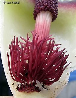 Biarum bovei - inside the flower was cut as part of an educational botanical excursion. 
here you can see: 
at the bottom - the female flowers that look like short stems with white dots 
above them - the sterile flowers that look like dark-red hairs 
and at the top - the closed stamens of the male flowers.  Biarum bovei,Fall,Geotagged,Israel