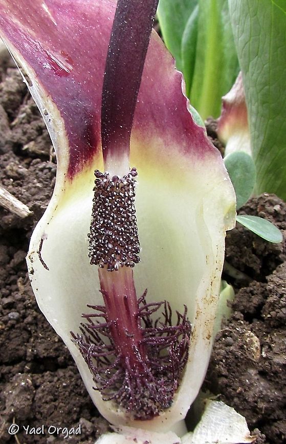 Biarum bovei - inside the flower was cut as part of an educational botanical excursion. <br />
here you can see: <br />
at the bottom - the female flowers at the bottom, hidden <br />
above them - the sterile flowers that look like dark-red hairs <br />
and at the top - the open stamens of the male flowers, with lots of pollen.  Biarum bovei,Fall,Geotagged,Israel