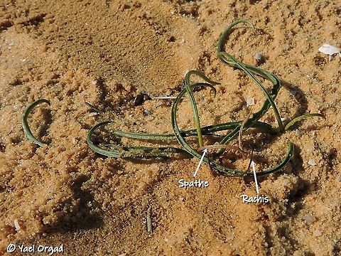 Biarum olivieri - This is how it looks when you find it...  Biarum olivieri,Fall,Geotagged,Israel