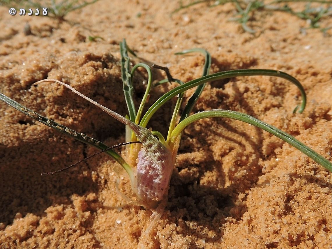 Biarum olivieri uncovered it from the sand for the picture, and covered back  Biarum olivieri,Fall,Geotagged,Israel