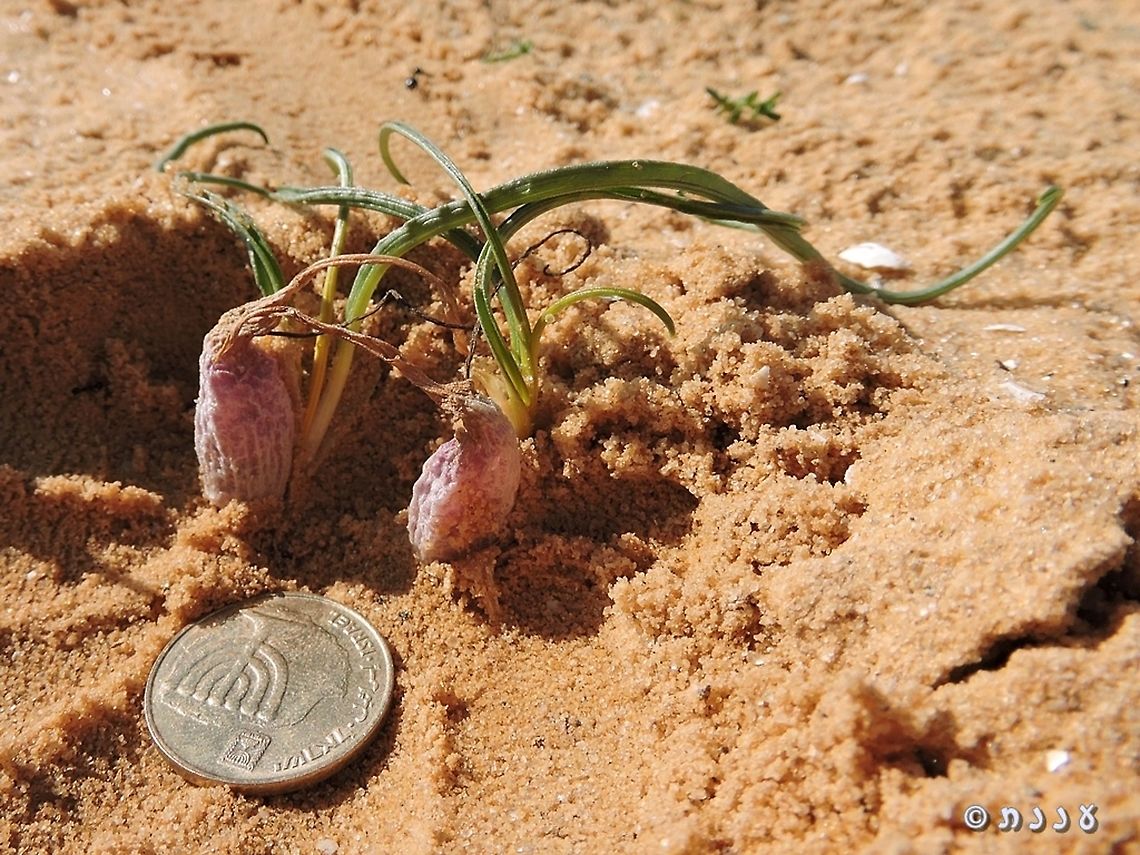 Biarum olivieri This is the smallest Biarum I know... the coin is about the same size as 5 Euro cents coin.  Biarum olivieri,Fall,Geotagged,Israel