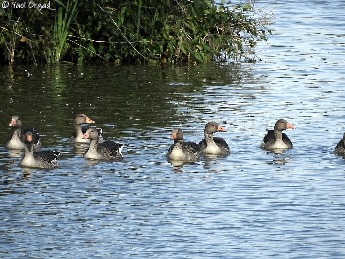 Greylag geese  Anser anser,Geotagged,Greylag goose,Netherlands,Summer