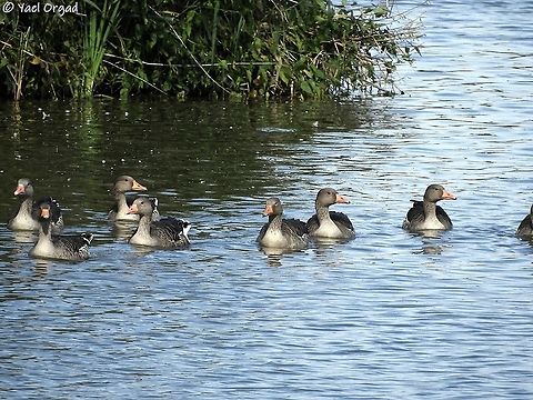 Greylag geese  Anser anser,Geotagged,Greylag goose,Netherlands,Summer