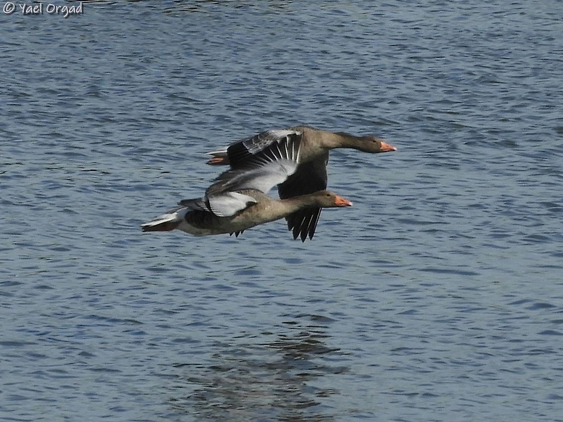 Greylag Geese  Anser anser,Geotagged,Greylag goose,Netherlands,Summer