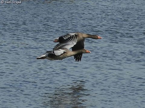 Greylag Geese  Anser anser,Geotagged,Greylag goose,Netherlands,Summer