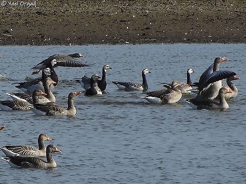 Barnacle geese and Greylag geese  Anser anser,Barnacle Goose,Branta leucopsis,Geotagged,Netherlands,Summer