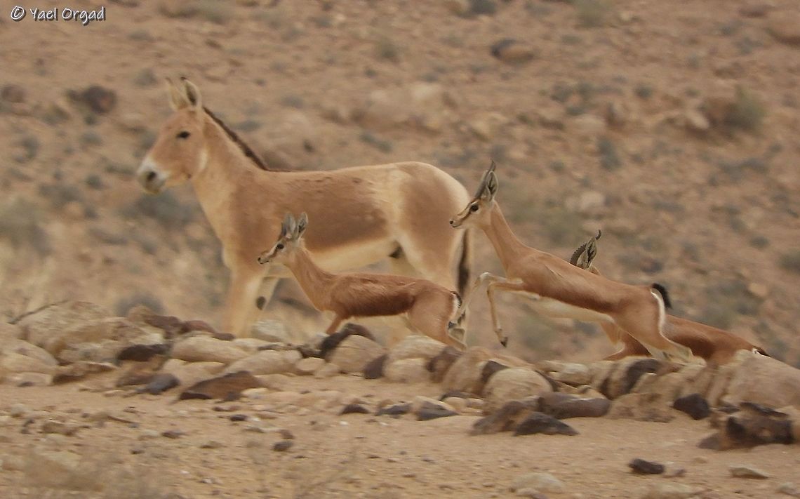 Gazella dorcas passing an Onager (Wild donkey) pure luck and good observation led me to be in the right place and click at the right second, the Gazelles were running by, the Onager was waiting for its herd - and I got a wonderful picture!  Dorcas gazelle,Equus hemionus,Gazella dorcas,Geotagged,Israel,Onager,Winter