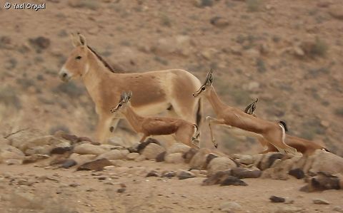 Gazella dorcas passing an Onager (Wild donkey) pure luck and good observation led me to be in the right place and click at the right second, the Gazelles were running by, the Onager was waiting for its herd - and I got a wonderful picture!  Dorcas gazelle,Equus hemionus,Gazella dorcas,Geotagged,Israel,Onager,Winter